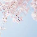 桜・梅・桃の花､特徴と違いは？見分け方ポイントは開花時期､つぼみ､花びら､花柄､幹