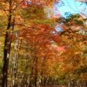 モンサンブルーノ国立公園(モントリオール近郊)観光旅行･自然満喫･紅葉･ハイキング